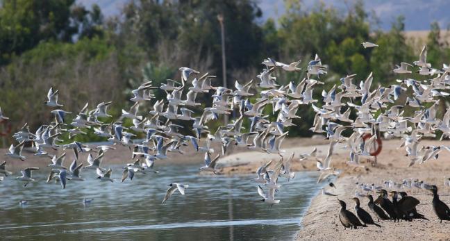 Activities in Azraq Wetland Reserve